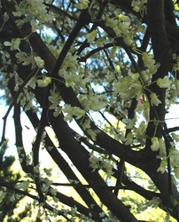 Cercis reniformis Texas White — photo 1