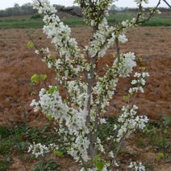 Cercis reniformis Texas White — photo 2