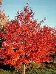 Acer Rubrum 'Pacific Sunset' — photo 1