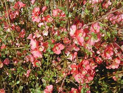 Chaenomeles speciosa — photo 1