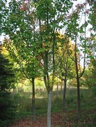 Acer rufinerve — photo 1