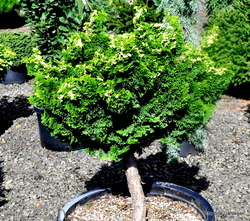 Chamaecyparis obtusa 'Snowkist' — photo 1