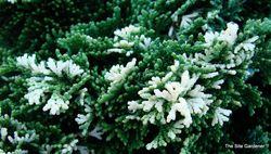 Chamaecyparis obtusa 'Snowkist' — photo 2