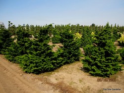 Chamaecyparis obtusa 'Well's Special ' — photo 2