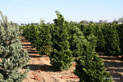 Chamaecyparis obtusa 'Well's Special ' — photo 3