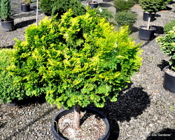 Chamaecyparis obtusa Confucius — photo 1