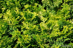 Chamaecyparis obtusa Confucius — photo 2