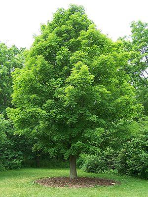 Acer saccharum 'Bonfire' — photo 1