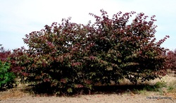 Cercis canadensis 'Forest Pansy' — photo 1