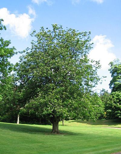 Acer saccharum 'Commemoration' — photo 1