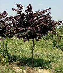 Cercis canadensis 'Forest Pansy' — photo 2