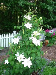 Clematis 'Henryii' — photo 1