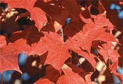 Acer saccharum 'Crescendo' — photo 1