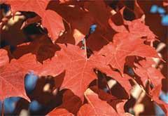 Acer saccharum 'Crescendo' — photo 1