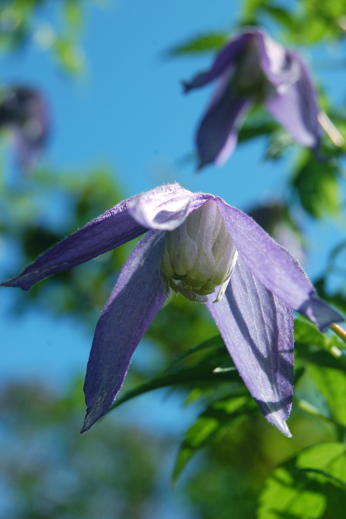 Clematis alpina 'Pamela Jackman' — photo 1