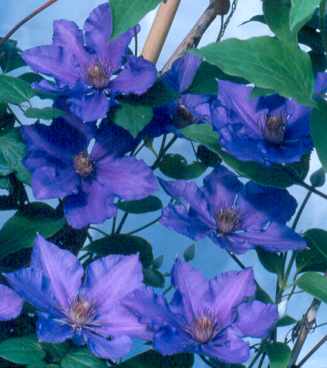 Clematis Eyers Gifts — photo 1