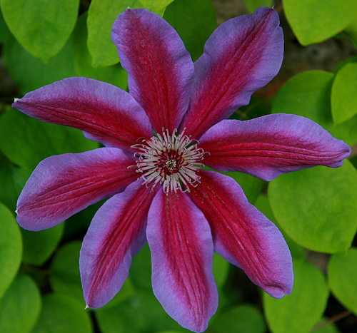 Clematis Fireworks - The Site Gardener