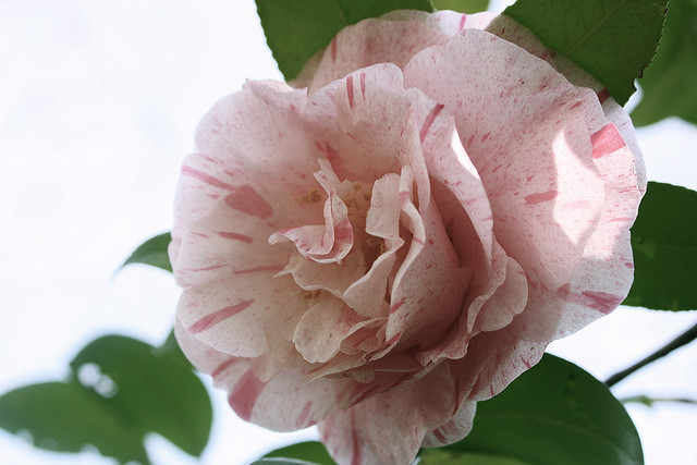Camellia Carters Sunburst — photo 1