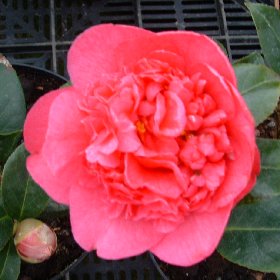 Camellia Wilber Foss