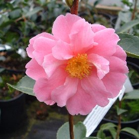 Camellia Winters Joy — photo 1