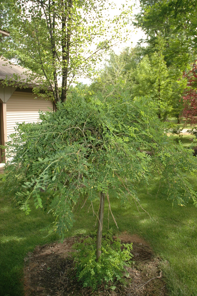 Caragana arborescens
