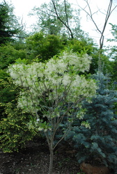Chionanthus Chinese Fringetree — photo 3