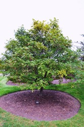 Cladrastis kentukea 'Lutea' — photo 2