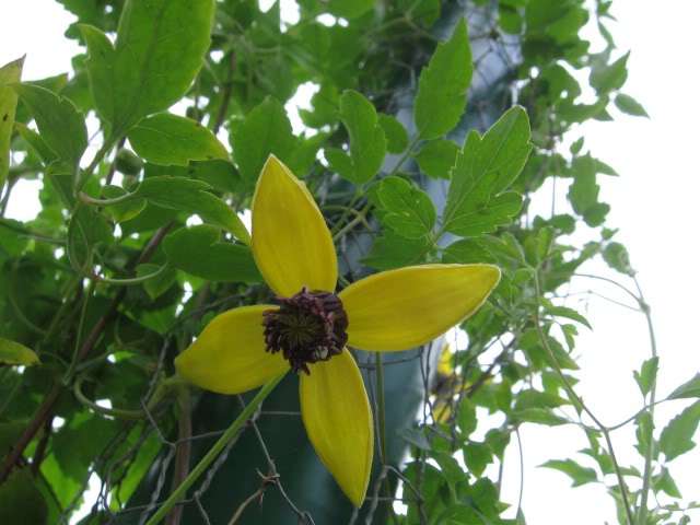 Clematis Golden Tiara — photo 1
