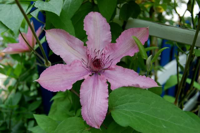 Clematis Hagley Hybrid — photo 1