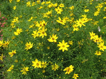 Coreopsis Zagreb — photo 1