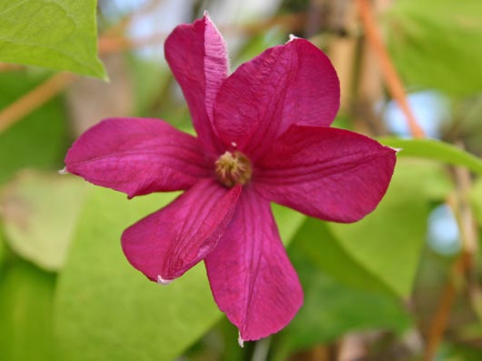 Clematis Kermesina — photo 1