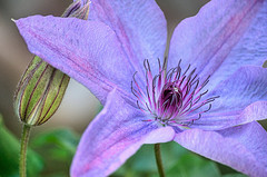 Clematis Minister — photo 1
