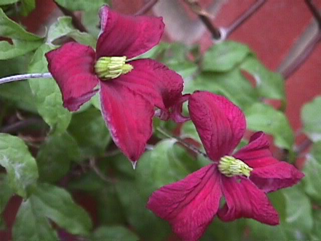 Clematis MME Julia Correvon — photo 1