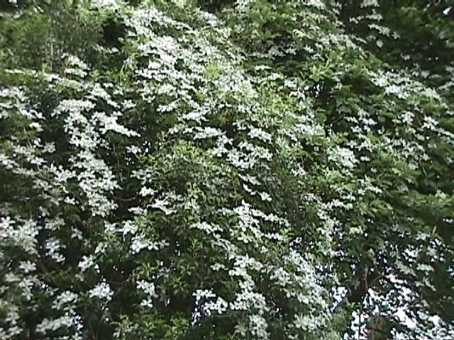 Clematis Montana Grandiflora — photo 1