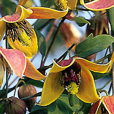 Clematis My Angel — photo 1