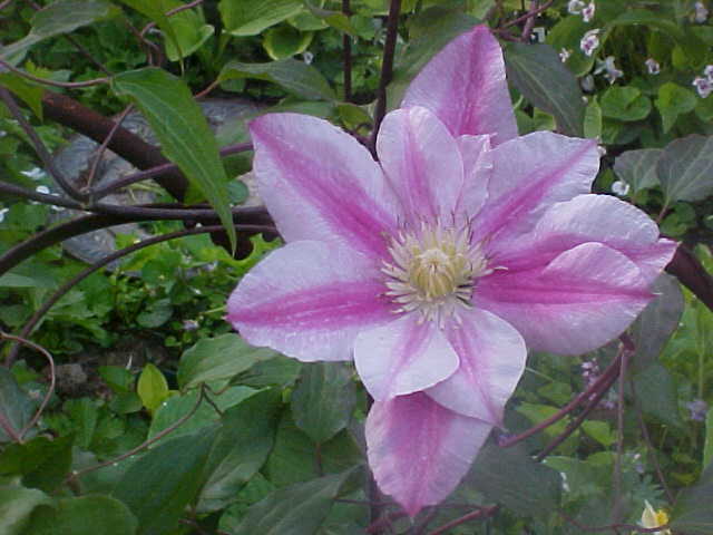Clematis Patricia Ann Fretwell — photo 1