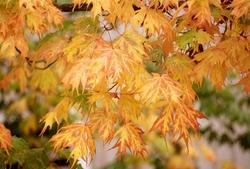 Acer saccharum 'Sweet Shadow' — photo 1