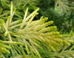 Cupressocyparis leylandii Gold Rider — photo 4