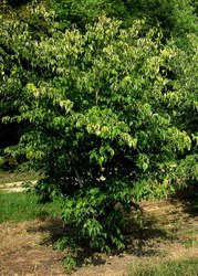 Cornus 'Rutgan' or 'Stellar Pink' — photo 4