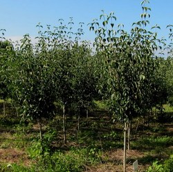 Cornus (Rutban) Celestial — photo 2