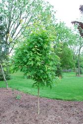 Acer saccharum 'Sweet Shadow' — photo 2