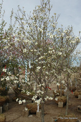 Cornus florida 'Cherokee Princess' — photo 3