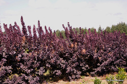 Cotinus coggygria 'Royal Purple' — photo 2