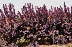 Cotinus coggygria 'Royal Purple' — photo 3