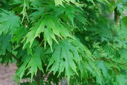 Acer saccharum 'Sweet Shadow' — photo 3