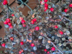 Cotoneaster adpressus Praecox — photo 3