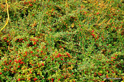 Cotoneaster dammeri Coral Beauty — photo 2