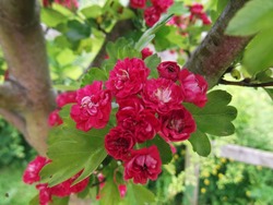 Crataegus laevigata Pauls Scarlet — photo 2