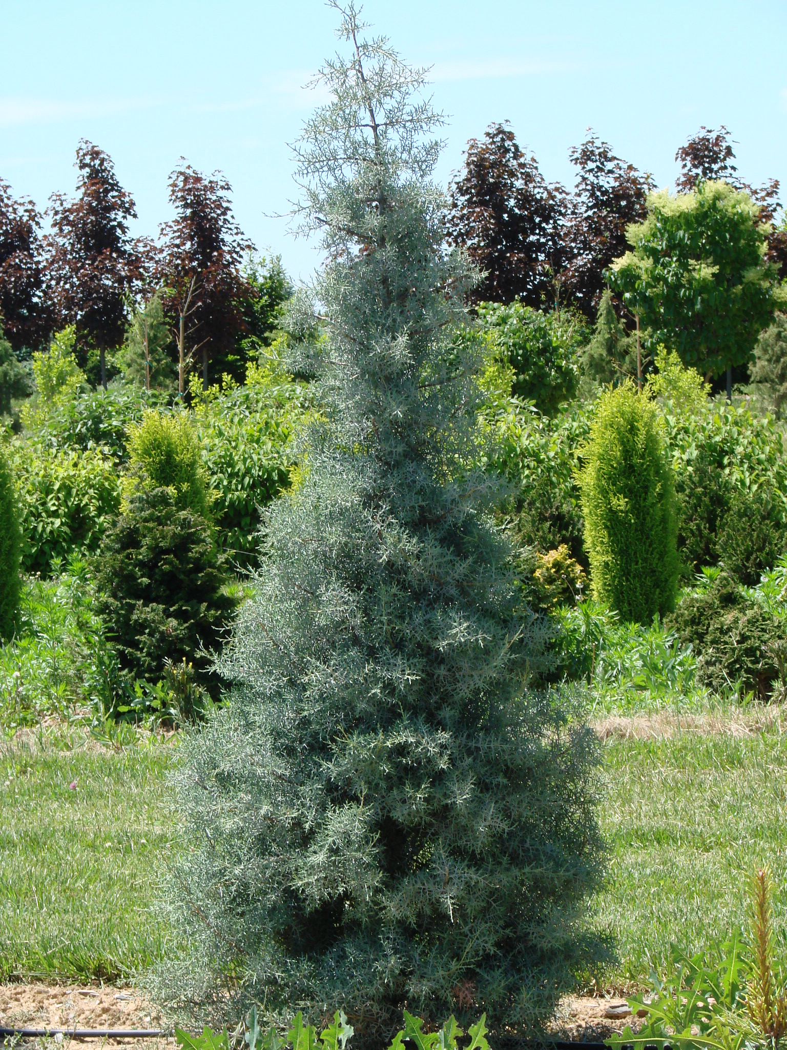 Cupressus glabra Blue Ice - The Site Gardener