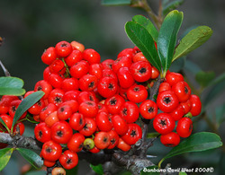 Crataegus phaenopyrum Washington — photo 3